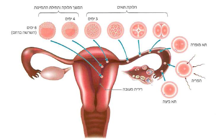 (בספר איור)